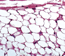 <p>tissue function </p>
