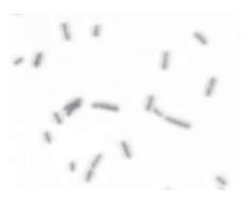 <p>Coccobacillus (pl. coccobacilli)</p>