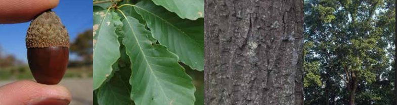 <p>Identify this tree: </p>