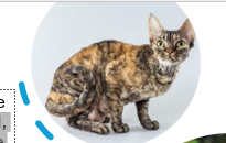 <p>a mix of black and red and, sometimes, a hint of white in their fur. Like calicos, tortoiseshell cats are mostly females due to the X chromosome. Cornish rex is among those breeds that have this fur color</p>