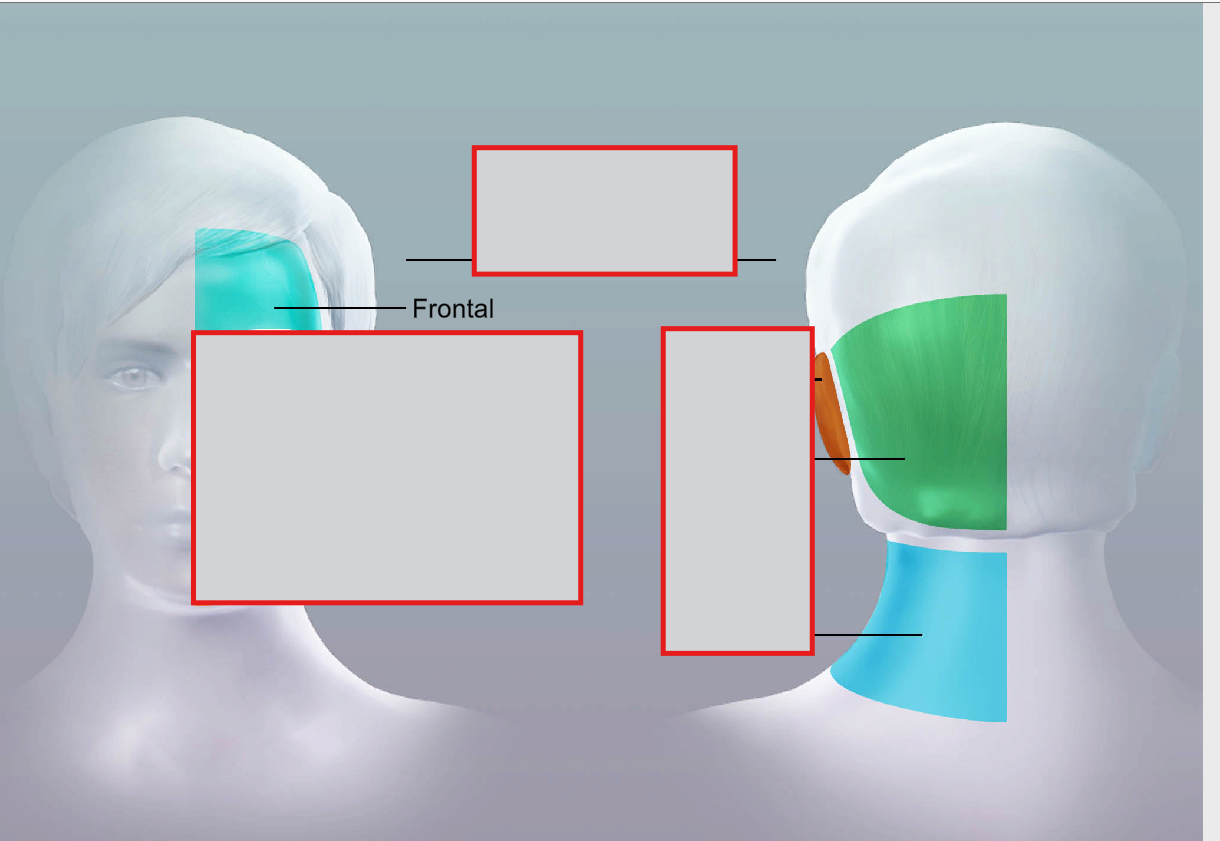 <p>frontal</p>