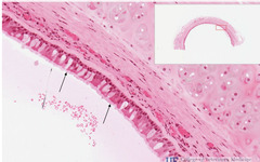 <p>What structure are the arrows pointing to in this slide of a monkey trachea?</p>