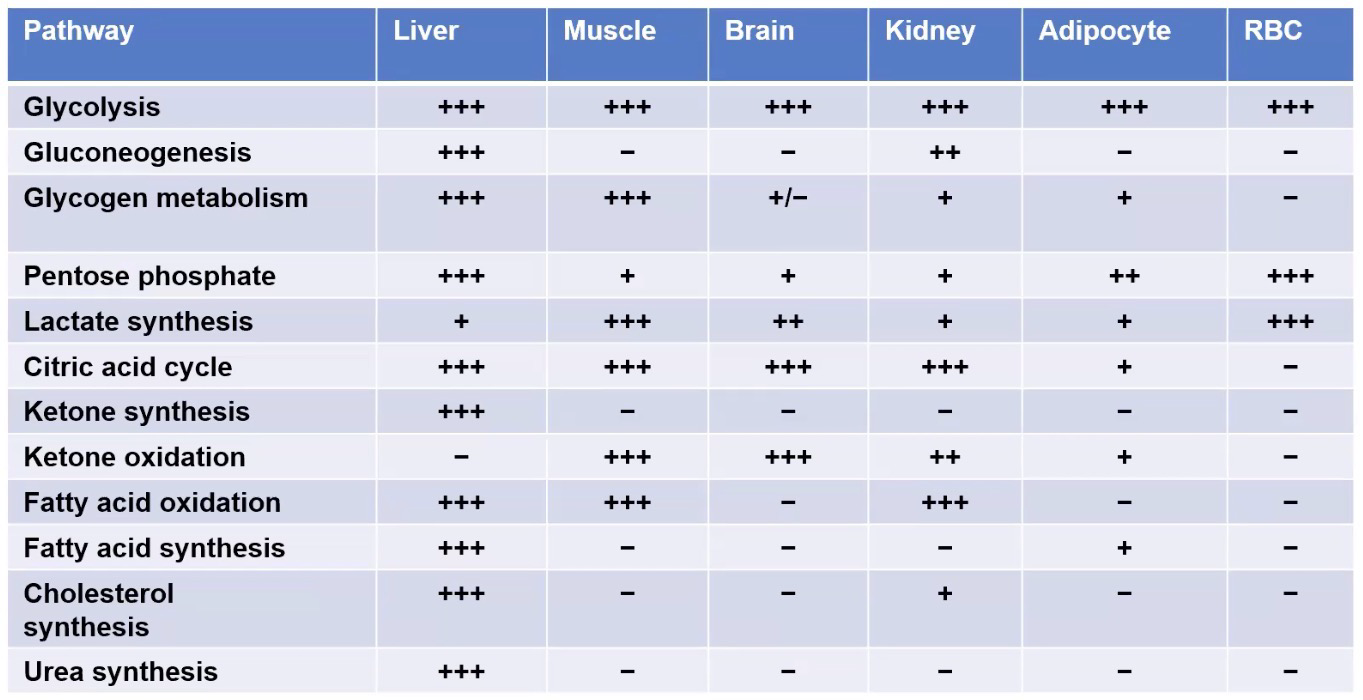 <p>Based on tissue type</p>