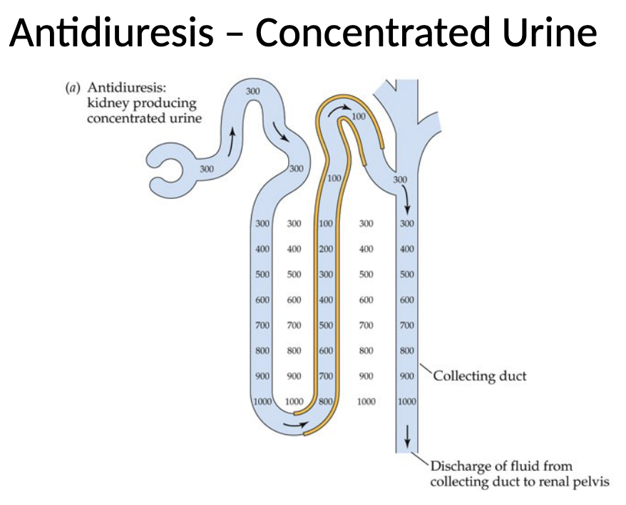 <ul><li><p>During antidiuresis, the collecting duct is permeable to water, so kidney produces concentrated urine because water is reabsorbed from the collecting duct into the interstitium</p></li><li><p>Most solutes remain in the duct, so fluid inside becomes increasingly concentrated as it descends</p></li></ul><p></p>