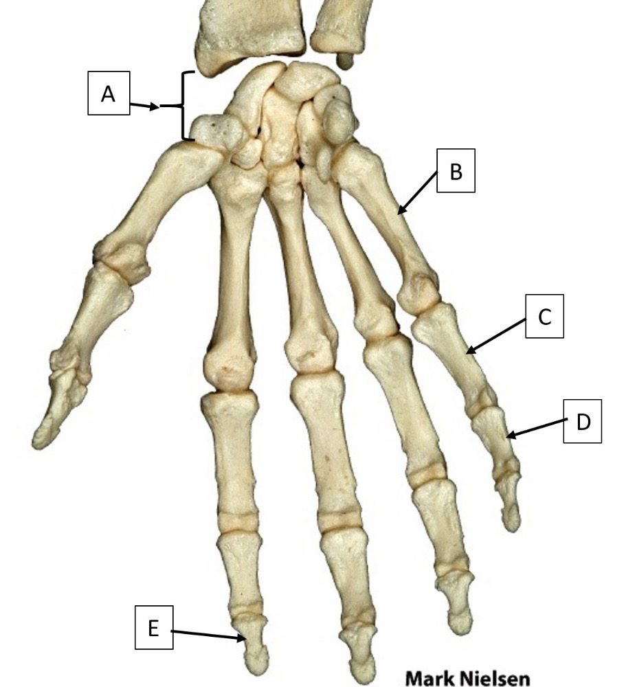 <p>The additional phalanges found in digits two through five, between the proximal and distal phalanges.</p>