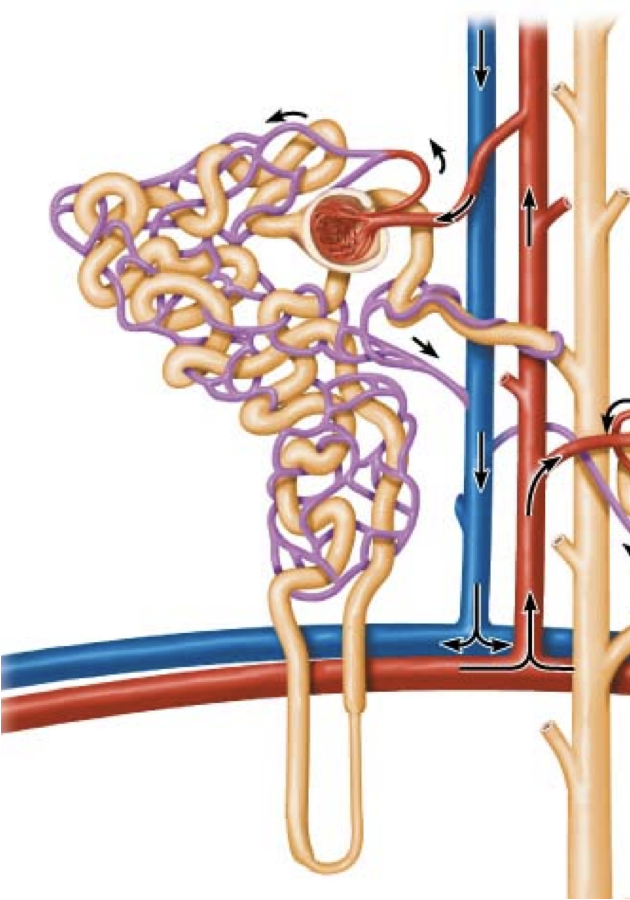<p><strong>uptake by peritubular capillaries</strong></p><p>capillary absorption driven by:</p><p>-accumulation of</p><p>-narrow </p><p>-plasma</p>