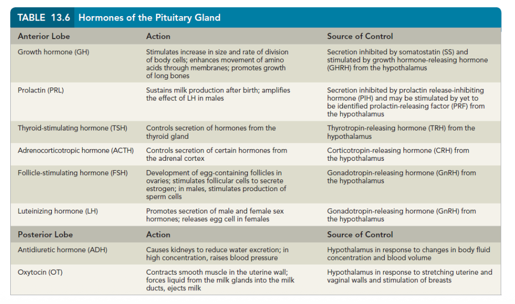 <ol><li><p>growth hormone (GH)- growth of bones and muscles </p></li><li><p>corticotropin (ACTH)- act on adrenal gland to release glucocorticoids and adrenal androgens </p></li><li><p>thyrotropin (TSH)- act on thyroid gland to secrete the hormones T3 and T4</p></li><li><p>prolactin (PRL)- promotes the growth of mammary glands and breast milk production </p></li><li><p>gonadotropins (LH/FSH)- act on reproductive organs and regulates hte reproductive cycles </p></li></ol><p></p>