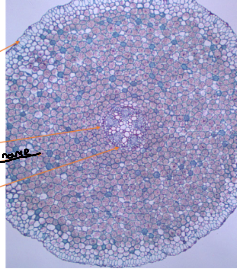 <ol><li><p>Name this part</p></li></ol><p></p>