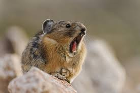 <p>Montane lagomorph. </p>