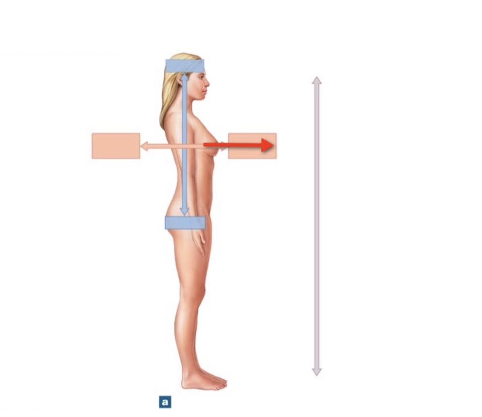 <p>Name the directional term (toward front of the body)</p>