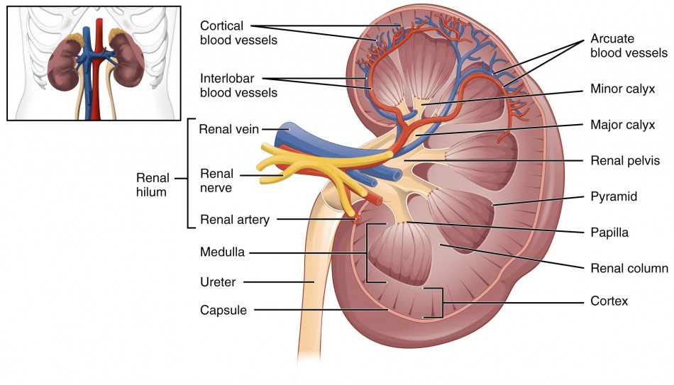 <p>kidney parts</p>
