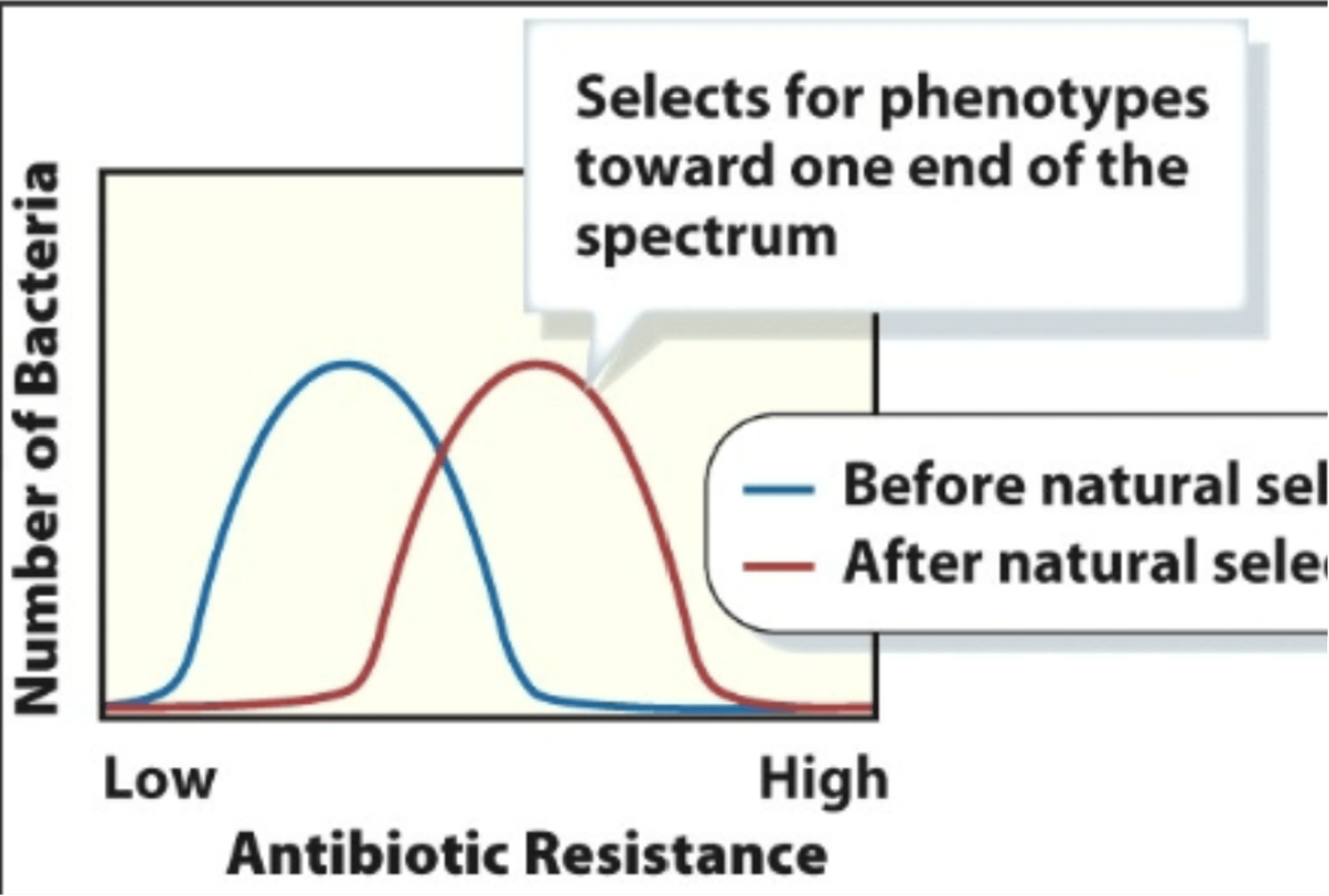 <p>antibiotic resistance in bacteria</p>