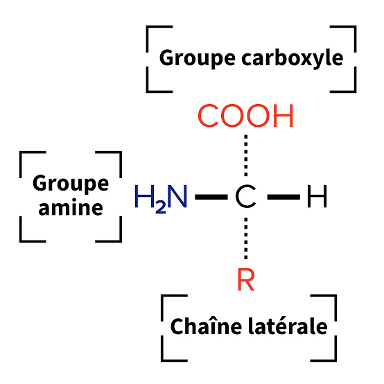 <ul><li><p>1 atome d ‘hydrogene</p></li><li><p>Fonction acide carboxylique COOH</p></li><li><p>Fonction amine primaire alpha -NH2 et EVENTUELLEMENT secondaire alpha NH</p></li><li><p>chaine latérale / radical→ spécifique à l’A.A → masse dépend de la chaine latérale</p></li></ul><p></p>