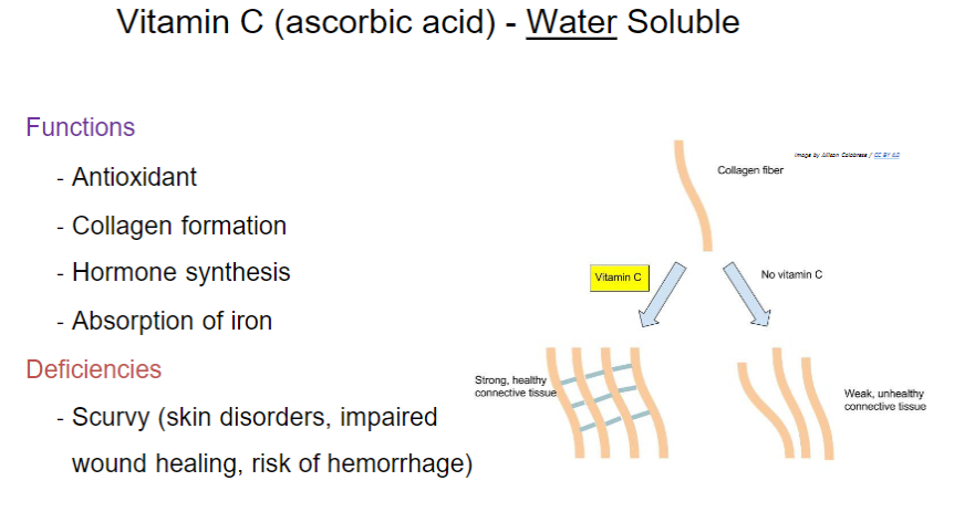 <p><strong>Functions</strong><br> • <strong>Antioxidant</strong><br> • <strong>Collagen formation</strong><br> • <strong>Hormone synthesis</strong><br> • <strong>Iron absorption</strong></p><p><strong>Deficiency</strong><br> • <strong>Scurvy</strong><br> • Skin disorders<br> • <strong>Impaired wound healing</strong><br> • Increased risk of <strong>hemorrhage</strong></p>