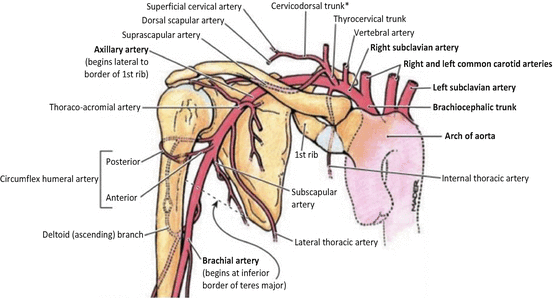 <p>Internal thoracic and suprascapular arteries.</p>