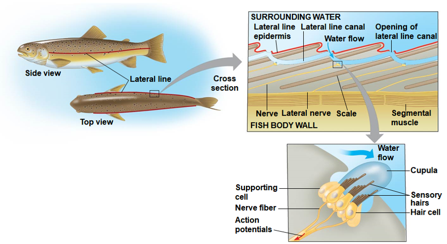 <p>granule embedded in gel, allow us to perceive position relative to gravity or linear movement</p><ul><li><p>if lacking, have poor ability to sense motion + orient gravity</p></li><li><p>EX: estimate age of fish (lateral line for H2O move)</p></li></ul><p></p>