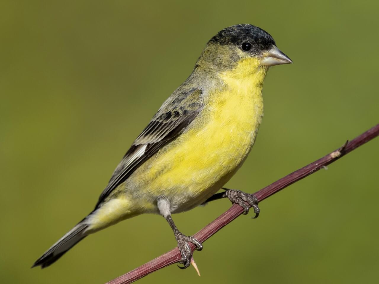 <p>Lesser goldfinch </p>