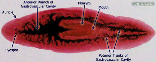 <p>symmetry:</p><ul><li><p>bilateral</p></li></ul><p>tissues:</p><ul><li><p>triploblastic: have three embryonic tissue layers</p><ul><li><p>inner layer (endoderm) will give rise to gut lining</p></li><li><p>outer layer (ectoderm) will give rise to outer skin</p></li><li><p>middle layer (mesoderm) will give rise to muscle, excretory system and reproductive system</p></li></ul></li></ul><p>may be parasitic or free-living</p><p>body cavity:</p><ul><li><p>acoelomate (lacks a body cavity)</p></li></ul><p>reproduction:</p><ul><li><p>many are monoecious</p></li></ul><p></p>