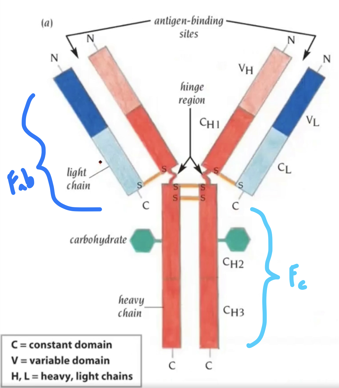 <ul><li><p>Antibodies (Ab) are globular proteins that specifically bind to foreign molecules</p><ul><li><p>Made by B Cells, differentiated to become plasma cells</p></li><li><p><u>That ONE antibody is a copy of its B Cell receptor, so antibodies are secreted B Cell receptors</u></p></li><li><p>Antigens are anything that bind to an antibody</p></li></ul></li><li><p><u>Fc and Fc receptor interaction facilitates antibody-mediated opsonization!</u></p></li></ul><p></p>
