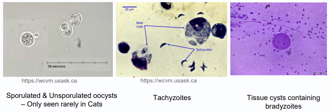 <p>PCR, ELISA, modified direct agglutination test, Sabin-feldman dye test </p>