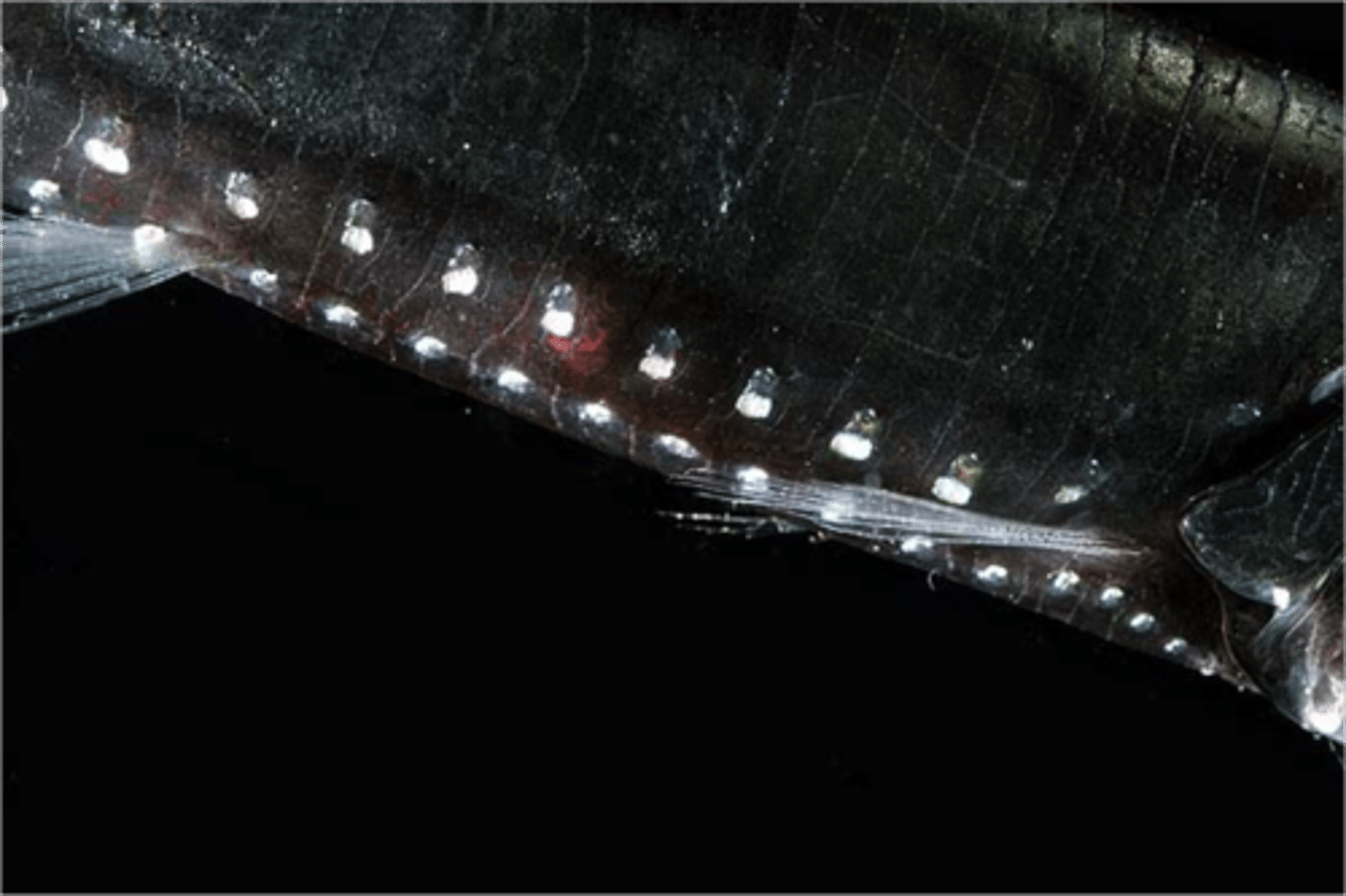 <p>The Megamouth shark's mouth is surrounded by these luminous organs which may act as a lure for plankton or small fish.</p>