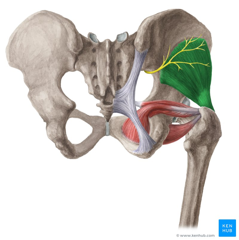 <p>Posterior / Lateral Hip Muscles</p>