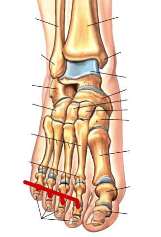 <p>Foot Bones</p>
