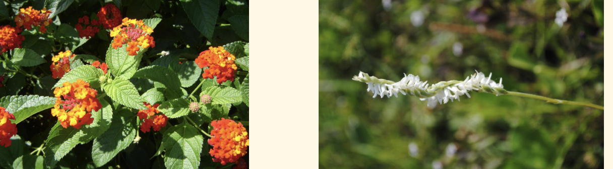 <p>Inflorescence:</p>