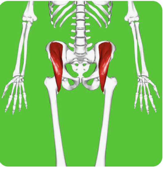 <p>O: Iliac fossa</p><p>I: Lesser trochanter of the femur</p><p>A: Flexion of the thigh; flexion of the trunk</p><p>N: Femoral nerve</p>