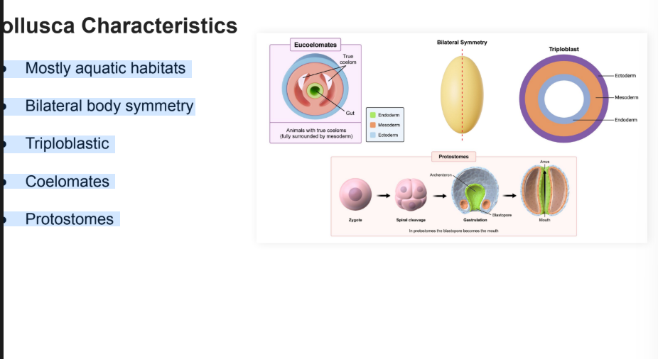 <p>● Mostly aquatic habitats</p><p>● Bilateral body symmetry</p><p>● Triploblastic</p><p>● Coelomates</p><p>● Protostomes</p>