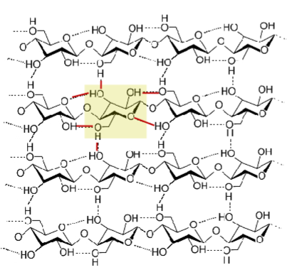 <p><strong>Unbranched</strong>, <strong>linear </strong>chain of Glc, connected via (β 1 → 4) linking, with 180<sup>0</sup> rotation between each Glc. Chains which form line up side by side in a secondary structure similar to a beta sheet, which satisfies all H bond requirements without water. <strong>H bonds formed within and between chains</strong>. Animals unable to digest this bc we cannot break up a (β 1 → 4) bond. Digested by fungi that <strong>contain cellulase</strong></p>