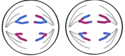 <ul><li><p><span>Spindle fibres contract and sister chromatids separate to opposite cell poles</span></p></li><li><p><span>Once the duplicated chromosomes separate, each is considered one full chromosome (a daughter chromosome)</span></p></li></ul><p></p>