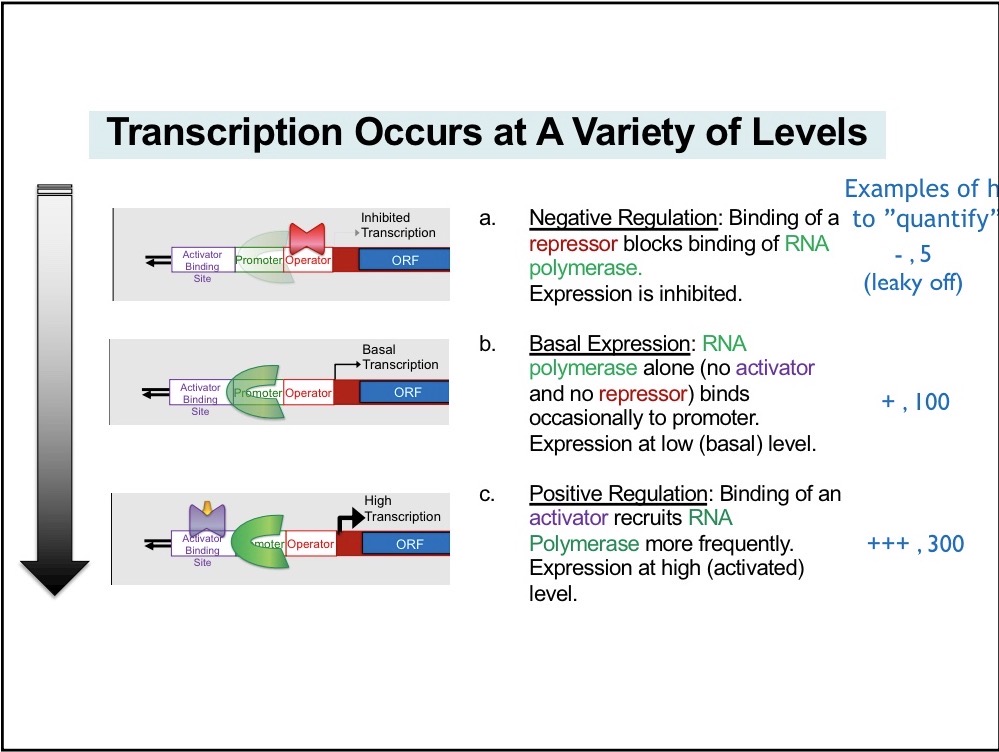 <p>No repression and no activator</p>