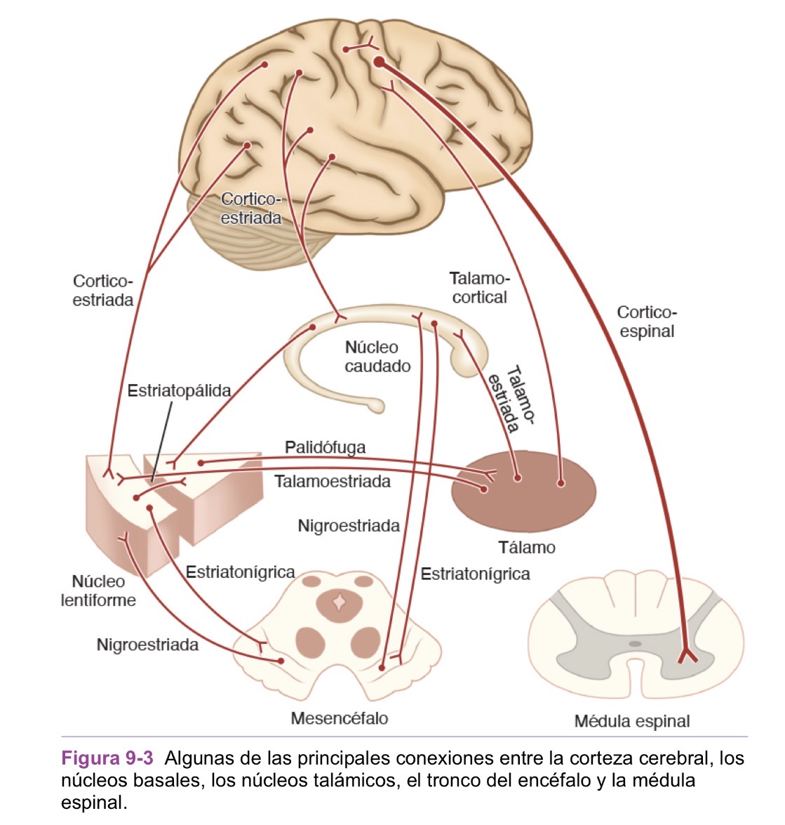 <p>Núcleo intralaminarares del tálamo envían muchos axones al núcleo caudado y al putamen</p>