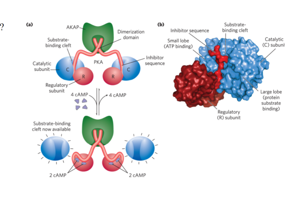 <p>phosphatases that were already present in the cell can reverse effects of PKA and inactivate kinases that were activated by PKA.</p><p>phosphoprotein phosphatases can hydrolyze Tyr, Thr, Ser residues + release Pi</p>