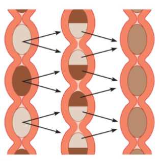 <p>What else happens during segmentation?</p>