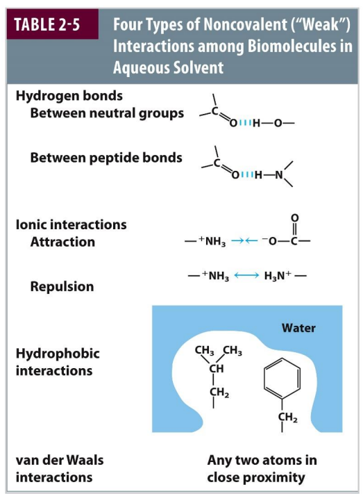 <ul><li><p>Largely by weak interactions (REVERSIBLE) </p><ul><li><p>Hydrogen bonds</p></li><li><p>Ionic interactions</p></li><li><p>Hydrophobic effects</p><ul><li><p>The hydrophobic effect predominates in protein structure and <strong><u>stability</u></strong></p></li></ul></li><li><p>Van der Walls </p></li><li><p>The release of water molecules from the structured solvation layer around the molecule, as the protein folds, increases the net entropy</p></li></ul></li><li><p>Covalent bonds in the peptide backbone also limit structural conformations </p></li></ul><p></p>