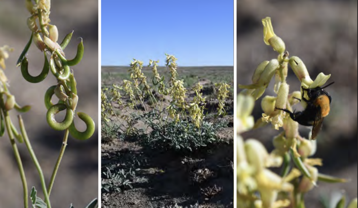<ul><li><p>Curvepod milkvetch</p></li><li><p>Pea family</p></li></ul><p></p>