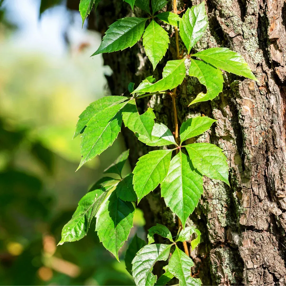 <p><strong><u>Virginia creeper</u></strong> (<em>Parthenocissus quinquefolia</em>) </p><p><strong>Type of Plant:</strong> Perennial woody vine<br><strong>How to ID:</strong> <strong>Usually five leaflets</strong> arranged like fingers on a hand; toothed margins; blue-black berries; climbing tendrils with adhesive pads.<br><strong>Habitat (highlighting within Boyd Hill Nature Preserve):</strong> Hammocks, woodland edges and disturbed areas.<br><strong>Ecosystem Significance:</strong> Provides cover and food for birds and other wildlife.<br><strong>Status:</strong> Native — vigorous/aggressive<br><strong>Edibility:</strong> <strong>Not edible; berries can be toxic, especially to children and pets.</strong><br><strong>Fun Fact:</strong> The easiest field distinction from poison ivy is <strong>3 leaflets = poison ivy; 5 = Virginia creeper.</strong></p>