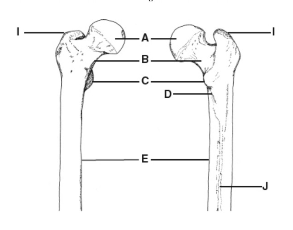 <p>E</p>