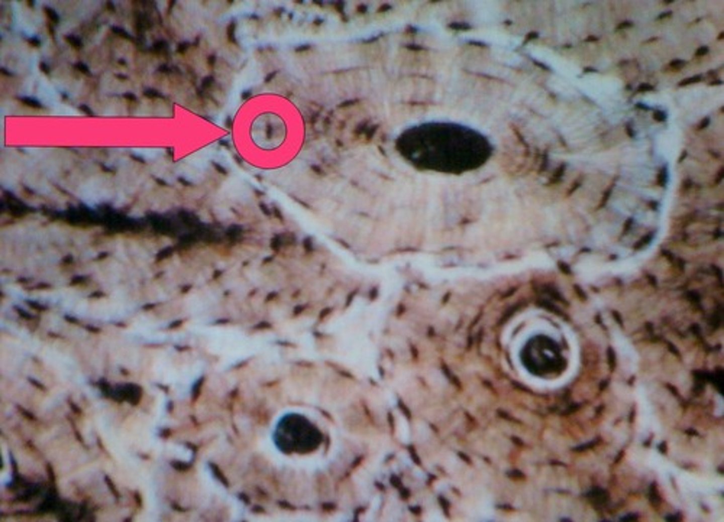 <p>type of cell?</p>