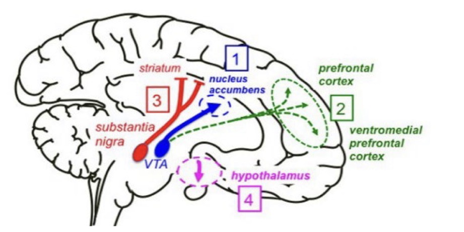 <ol><li><p>Mesolimbisches Dopamin-System: Belohnungslernen Vorhersagefehler, Salienz </p></li></ol><ul><li><p>Sucht/ Schizophrenie </p></li><li><p>Erstreckt sich von VTA → nucleus accumbens </p></li></ul><ol start="2"><li><p>Mesokortikales Dopamin-System </p></li></ol><ul><li><p>Schizophrenie </p></li><li><p>Erstreckt sich von VTA → Prefrontal Cortex </p></li></ul><ol start="3"><li><p>Nigrostrialtales Dopamin-System: Bahnung der Wege </p></li></ol><ul><li><p>M. Parkinson </p></li><li><p>Substantia → striatum </p></li></ul><ol start="4"><li><p>Tuberoinfundibuläres Dopamine-System: Kontrolle der Produktion von Prolaktin (Milchprodukten in weiblicher Brust) </p></li></ol><ul><li><p>Hyperprolaktinämie unter Antipsychotika </p></li><li><p>Hypothalamus </p></li></ul><p></p>