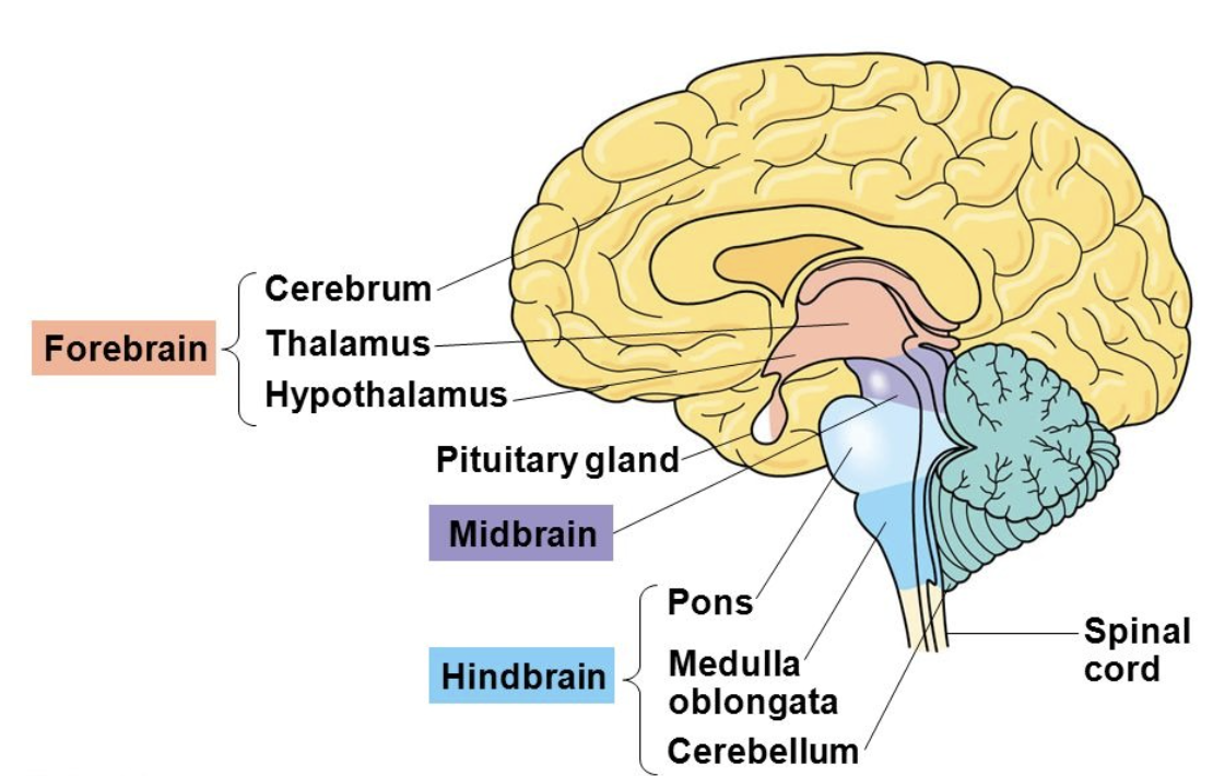 <p>Forebrain </p>