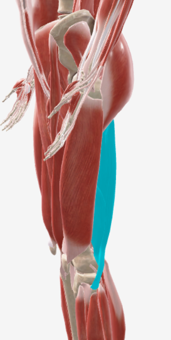 <p>biceps femoris</p>