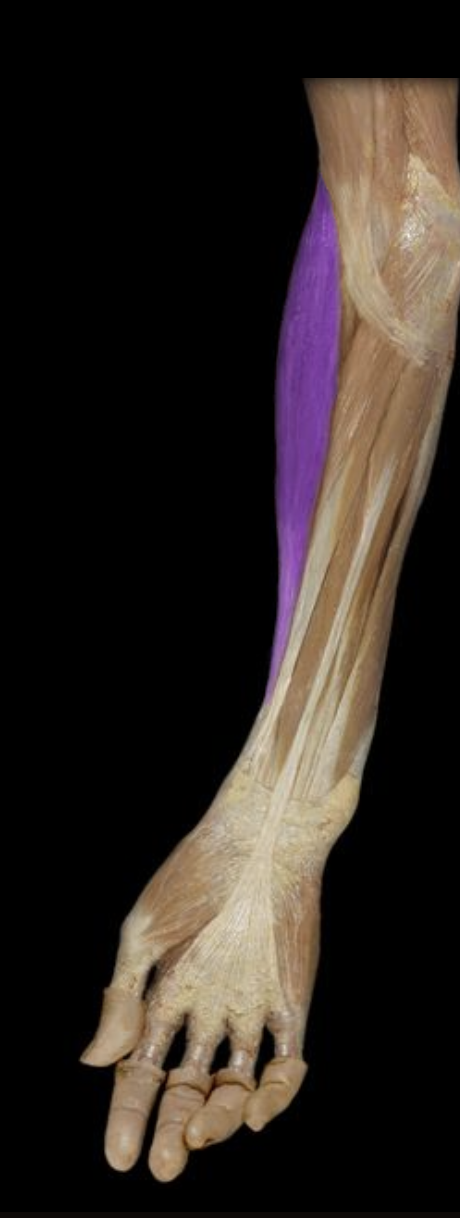 <p>Baja Blast lifting muscle</p>