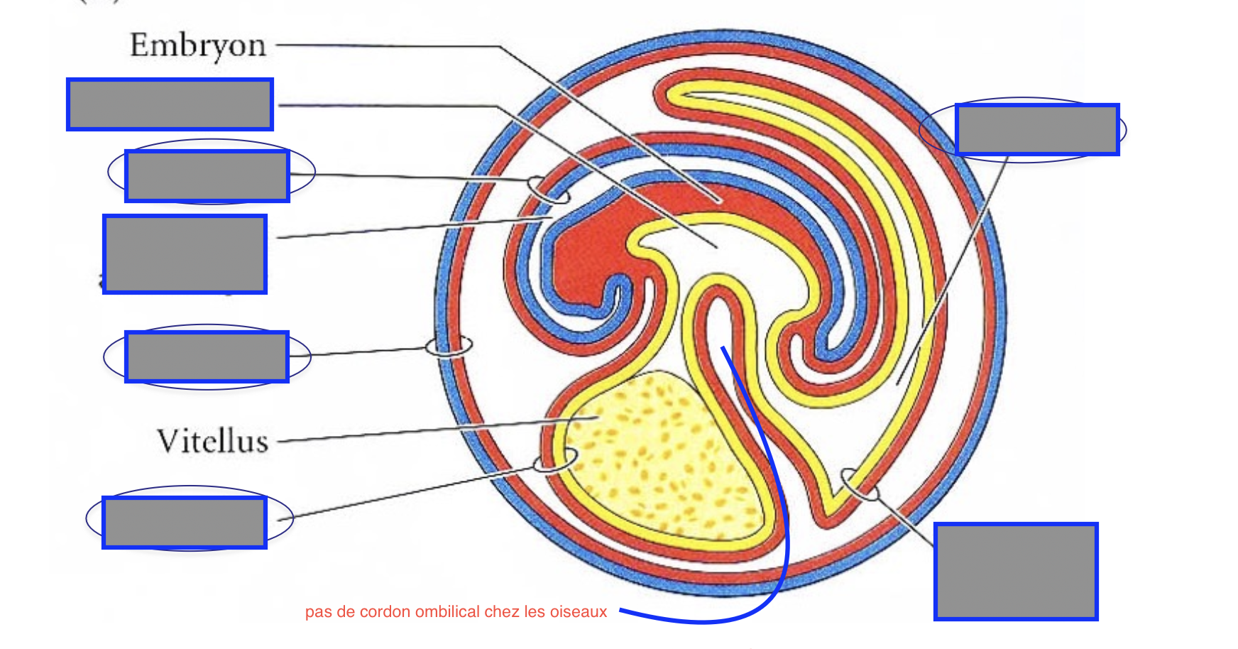 term image