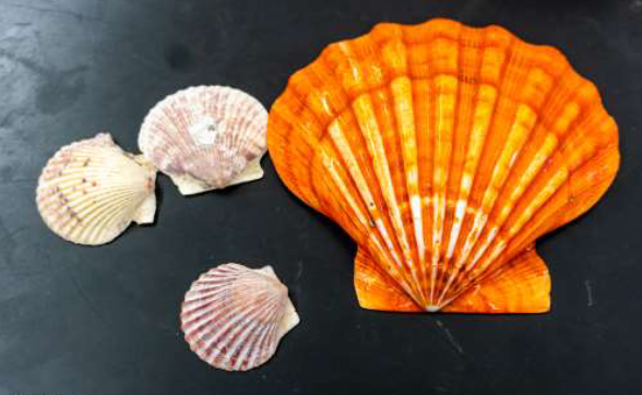 <p>Phylum &amp; name?</p>