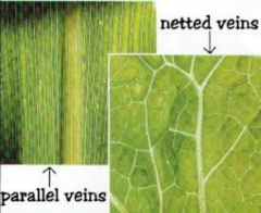 <p>netlike pattern of branching </p><p>magnoliids & eudicots</p>