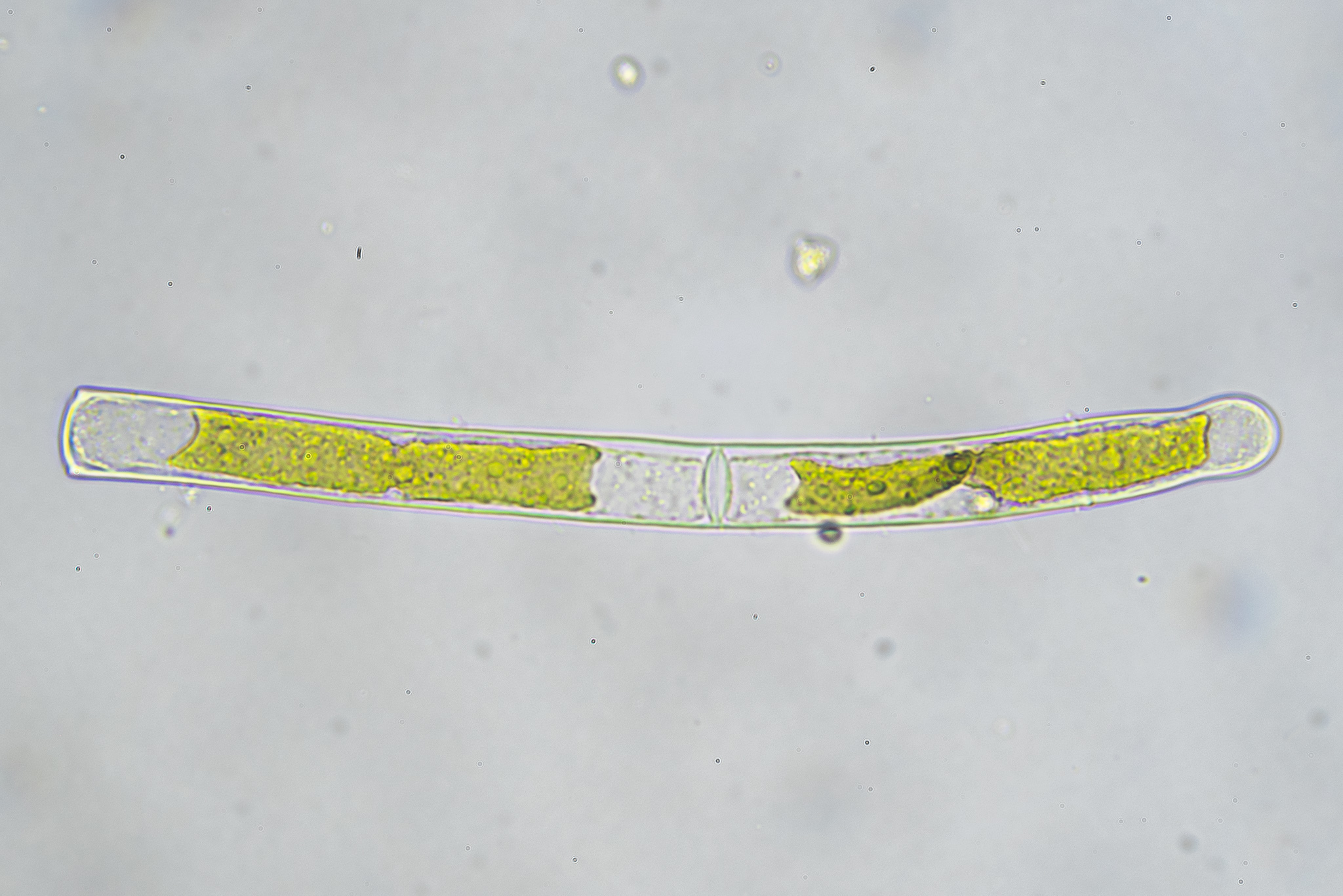 <p>Identify</p>