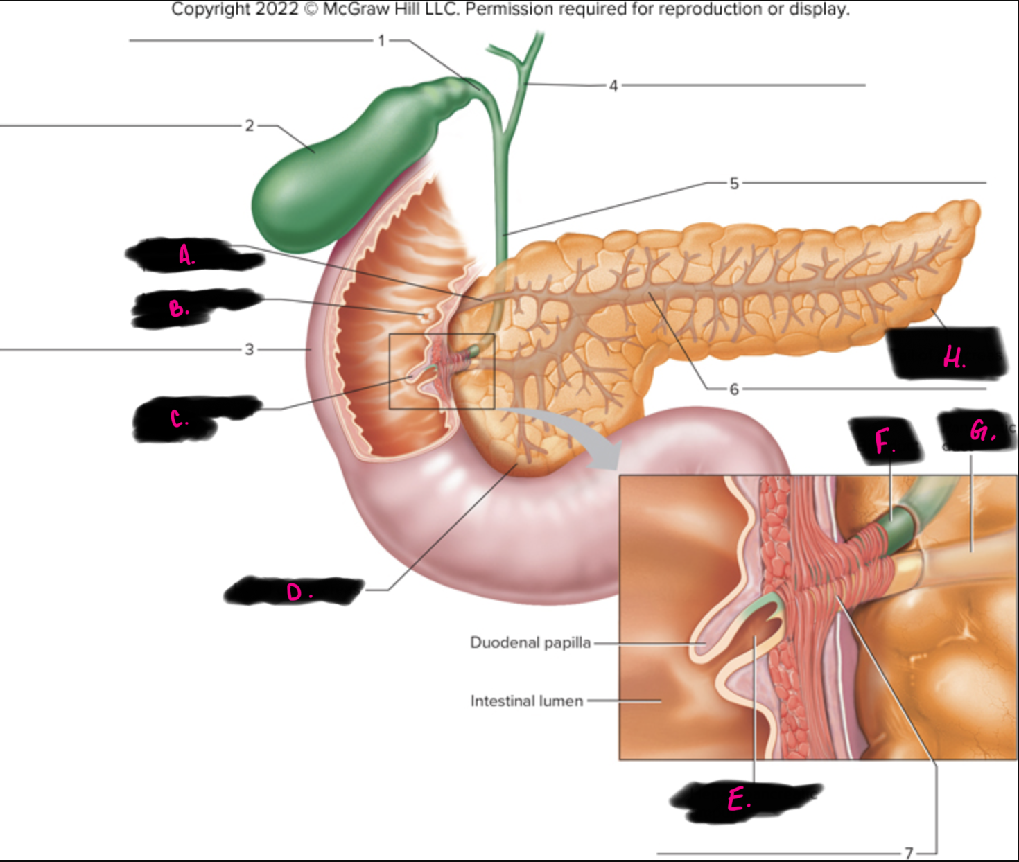 <p>what is 3 pointing to</p><p>hint - first part of smaller intestine</p>